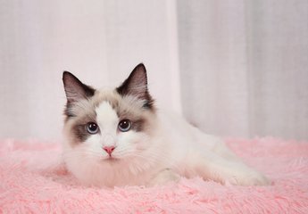 tokenpocket钱包官网